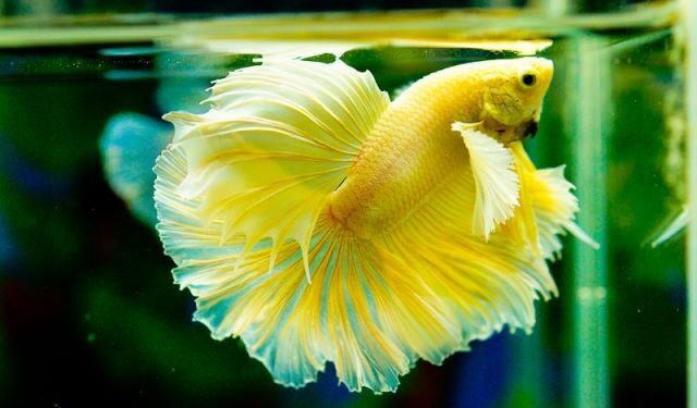 Yellow Betta Fish